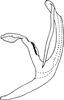Aedeagus, lateral view on Cassianeura aurea Dworakowska, 1980: Aedeagus, lateral view. (Observation).