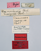 CollectionObject 1578582; 9ccfae57-3e2a-426d-975d-9db6dca00ce4: female, labels (paralectotype). (CollectionObject).