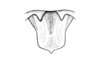 Urubamba aptera Bruner, 1913: Fig. 11. male epiproct. (Otu).