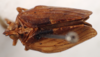 Habitus, dorsal view on Dracela acuta (Metcalf, 1938): (Observation).
