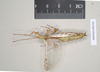 CollectionObject 1563455; NHMUK(SF IMPORT DUPLICATE) 845229, 0e207186-b425-4c57-8982-4222b223b453: copyright Natural History Museum, London. male (holotype). (CollectionObject).