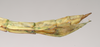 CollectionObject 1562019; NHMUK(SF IMPORT DUPLICATE) 844844, 48b06cf1-4d91-494c-a64e-c91800130356: copyright Natural History Museum, London. female: end of abdomen, lateral view of synonym Sipyloidea peelensis (paratype). (CollectionObject).