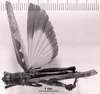 CollectionObject 1565635; 43f45c52-9d48-4b8c-92e2-f1de65a17efe: Image C.S. Carbonell. female, dorsal view (lectoallotype). (CollectionObject).