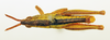 CollectionObject 1518365; c8ac98c2-bfd1-4ff4-8a9f-7b36a5c5ad9d: male, dorsal view (holotype). (CollectionObject).