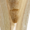 Terminalia, in situ on Bulldolonia impressa (Metcalf & Bruner, 1930): (Observation).