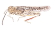 Xanthippus montanus (Thomas, 1872): habitus. (Otu).