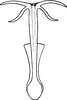 Aedeagus, ventral view on Eupteryx (Eupteryx) castelvecchica Dlabola, 1967: Aedeagus, ventral view. (Observation).