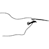 Pygofer, lateral view on Exitianus indicus (Distant, 1908): Pygofer, lateral view. (Observation).