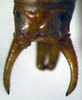Kuwayamaea sapporensis Matsumura & Shiraki, 1908: male abdominal apex, dorsal view. (Otu).