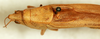 CollectionObject 1592229; 477c54c6-352a-401b-850c-1c84775f5905: male, dorsal view. (CollectionObject).