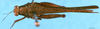 CollectionObject 1505187; 97088f5e-6aaa-4503-8413-1f77578c1e61: male, dorsal view (syntype). (CollectionObject).