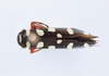 Habitus, dorsal view on Amblyscartidia albofasciata (Walker, 1851): (Observation).