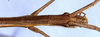CollectionObject 1504086; f9f3d0a7-3134-4808-a1ed-10cc7e1f6dc4: male head and pronotum, dorsal view (holotype). (CollectionObject).