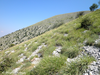 CollectionObject 1591466; d6249a82-99f2-4a39-a2be-fc78b3f48cfc: habitat (AL: Trebeshina Mts.). (CollectionObject).;CollectionObject 1591467; 275ea6be-e2a8-472b-b98b-30c36dfbfc8d: habitat (AL: Trebeshina Mts.). (CollectionObject).