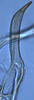 Stylus: (Observation).