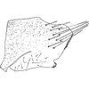 Pygofer, lateral view: !! display not done !! on Macrosteles sardus Ribaut, 1948: Pygofer, lateral view. (Observation).