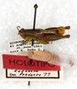 CollectionObject 1499426; 84e3a3ff-3863-437b-96fc-2a58bc45b3f4: male with labels (holotype of Jivarus albolineatus). (CollectionObject).
