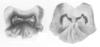 Ceuthophilus (Ceuthophilus) papago Hubbell, 1936: Figs. 14-14a. epiphallus. (Otu).
