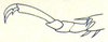 Prophalangopsis obscura (Walker, 1869): Pl. 7, Fig. 1b. foretarsus, lateral view. (Otu).