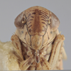 Head on Athysanella (Amphipyga) nielsoni Blocker, 1990: Head. Paratype. (Observation).