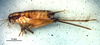 CollectionObject 1581480; 4dbd668a-9953-4332-8149-fc09ccc9b298: female, lateral view (allotype). (CollectionObject).