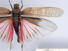 CollectionObject 1530732; 559953a5-118d-4b75-8683-688eb6265614, DORSA SAbraholHTM: male, dorsal view (holotype). (CollectionObject).