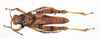CollectionObject 1575283; 58c0580f-0fff-439f-8db8-0c931c53ced5: male, dorsal view (paratype). (CollectionObject).
