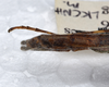 CollectionObject 1576275; cfbed35b-2a87-4e89-91ad-3ea8bb5b4e9c: copyright ZRC, Singapore. female: end of abdomen, lateral view (holotype). (CollectionObject).