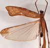 CollectionObject 1534644; f1b989ed-cea5-4dae-85be-274e548d0e82: female dorsal (holotype of Karschia corrosa). (CollectionObject).