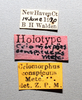 Other: !! display not done !! on Criomorphus conspicuus Metcalf, 1923: (Observation).