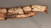 CollectionObject 1557408; 740e7e02-4a02-45f8-9962-45933d7ce492: copyright OUMNH. female: end of abdomen, lateral view (holotype). (CollectionObject).
