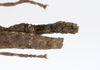 CollectionObject 1590099; cd5011c7-c150-41a1-ad32-c46024bcdc36: copyright MNHN, Paris. female: end of abdomen, dorsal view (paratype). (CollectionObject).;CollectionObject 1590100; 28cbec81-6faf-49c1-87d1-8ad7dfa3bb2e: copyright MNHN, Paris. female: end of abdomen, dorsal view (paratype). (CollectionObject).