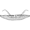 Pygofer, dorsal view: !! display not done !! on Hebata (Hebata) fabalis (DeLong, 1930): Apodemes I and II. (Observation).
