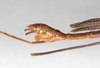 CollectionObject 1560329; 7412d082-8c1c-4afb-ba64-5cb5dc893dab: copyright ZMHB, Berlin. male: end of abdomen, lateral view of synonym Nescicroa rammei (holotype). (CollectionObject).