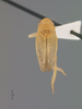 Habitus, dorsal view on Chilenana chilena DeLong & Freytag, 1967: Male holotype [NCSU]: habitus, dorsal view. (Observation).
