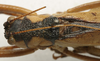 CollectionObject 1535098; 40ff5075-b72a-4d43-877d-58701b308f2b: male pronotum, dorsal view (syntype). (CollectionObject).
