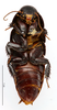 CollectionObject 1587518; MNHN(SF IMPORT DUPLICATE) MNHN-EP-EP809, 1fcdc63f-7afd-4ae8-91f9-43a79301788d: CC BY-NC-ND 4.0/MNHN - Depraetere Marion - 2014. Holotype, male, of meridianus Grandcolas & Legendre, 2005. Specimen number: MNHN-EP-EP809. http://coldb.mnhn.fr/catalognumber/mnhn/ep/ep809. (CollectionObject).