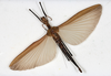 CollectionObject 1561432; NMW 183, de918419-4f5f-4be0-b0cb-51864eb2ab1c: copyright NMW, Vienna. female, dorsal view (holotype). (CollectionObject).