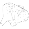 Pygofer, lateral view on Arboridia (Arboridia) zhenyuana Song & Li, 2013: (Observation).