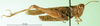 CollectionObject 1500268; 7f74666c-f8b6-4189-8fa9-7d9ecf0daf67: male, lateral view (syntype of Gomphocerus (Epacromia) socius). (CollectionObject).