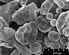 Brochosomes: !! display not done !! on Homalodisca ichthyocephala (Signoret, 1854): HD104 | Mexico | USNM. (Observation).