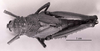 CollectionObject 1523893; e0a5d996-84a9-4d32-85fe-7c1f680d7770: Image C.S. Carbonell. female, dorsal view (holotype). (CollectionObject).