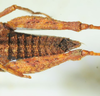 CollectionObject 1498694; d315aa8c-f889-46fa-b174-2a7894671064: female abdomen tip, dorsal view. (CollectionObject).