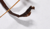 CollectionObject 1558065; 309efa1f-0c8a-46ff-9b9b-cfaadde6c3f6: copyright ZMHB, Berlin. male: end of abdomen, lateral view (holotype). (CollectionObject).