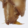 Male genital capsule, lateral view: !! display not done !! on Varma fervens (Walker, 1857): ventral view. (Observation).