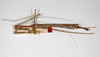 CollectionObject 1558428; 422080b7-dbed-4c79-985f-ff7f31ace417: copyright MNHU, Berlin. male, dorsal view (syntype). (CollectionObject).;CollectionObject 1558429; 33a8bc7e-ff9e-4ab1-a245-de2b3d4f57d2: copyright MNHU, Berlin. male, dorsal view (syntype). (CollectionObject).