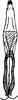Aedeagus, ventral view on Ctenurellina paludosa (Vilbaste, 1968): Aedeagus, ventral view. (Observation).