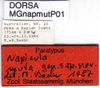 CollectionObject 1565730; 1ed0854e-1f82-41a3-bb9f-3c9c7b3e1942: ovipositor (paratype). (CollectionObject).