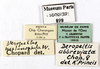 CollectionObject 1587440; MNHN(SF IMPORT DUPLICATE) MNHN-EP-EP898, d470f6db-06e9-45f0-94ca-ede740527e22: CC BY-NC-ND 4.0/MNHN - Depraetere Marion - 2014. Non type, female. Specimen number: MNHN-EP-EP898. http://coldb.mnhn.fr/catalognumber/mnhn/ep/ep898. (CollectionObject).