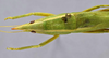 male head and pronotum, dorsal view. Depicts CollectionObject 1593694; 64f80c71-0183-41cc-bdfa-01712e3d8042, a CollectionObject.